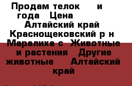 Продам телок 1.8 и 1.1 года › Цена ­ 30 000 - Алтайский край, Краснощековский р-н, Маралиха с. Животные и растения » Другие животные   . Алтайский край